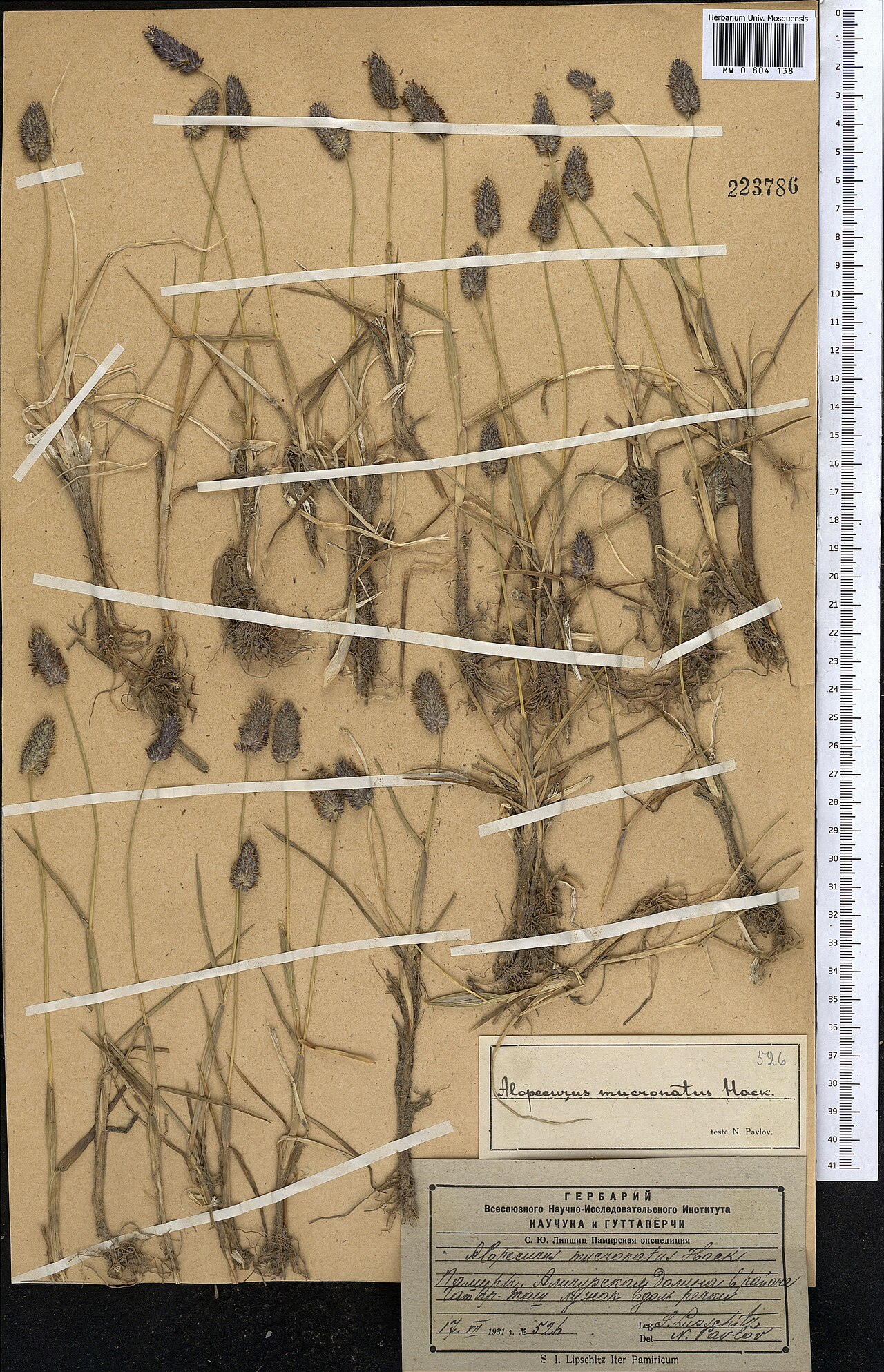Alopecurus mucronatus: Alopecurus mucronatus — Herbarium specimen from Tajikistan. Collected by Lipschitz S. I. (1931-07-17). Recorded in GBIF occurrence 1798975880 .