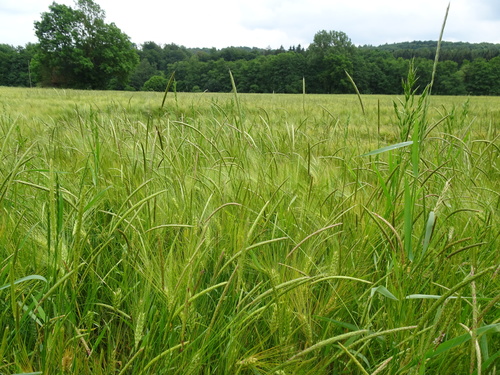Slender meadow foxtail (Alopecurus myosuroides)