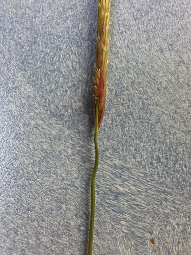 Slender meadow foxtail (Alopecurus myosuroides)