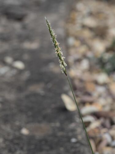 Slender meadow foxtail (Alopecurus myosuroides)