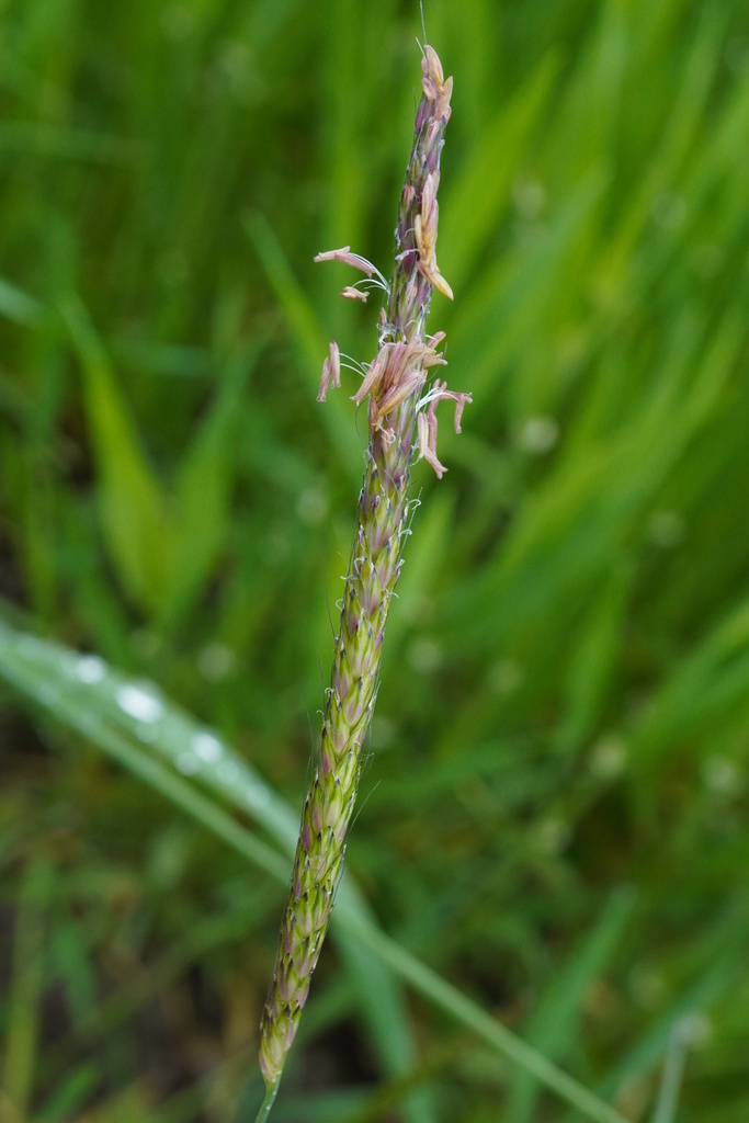 Slender meadow foxtail (Alopecurus myosuroides)