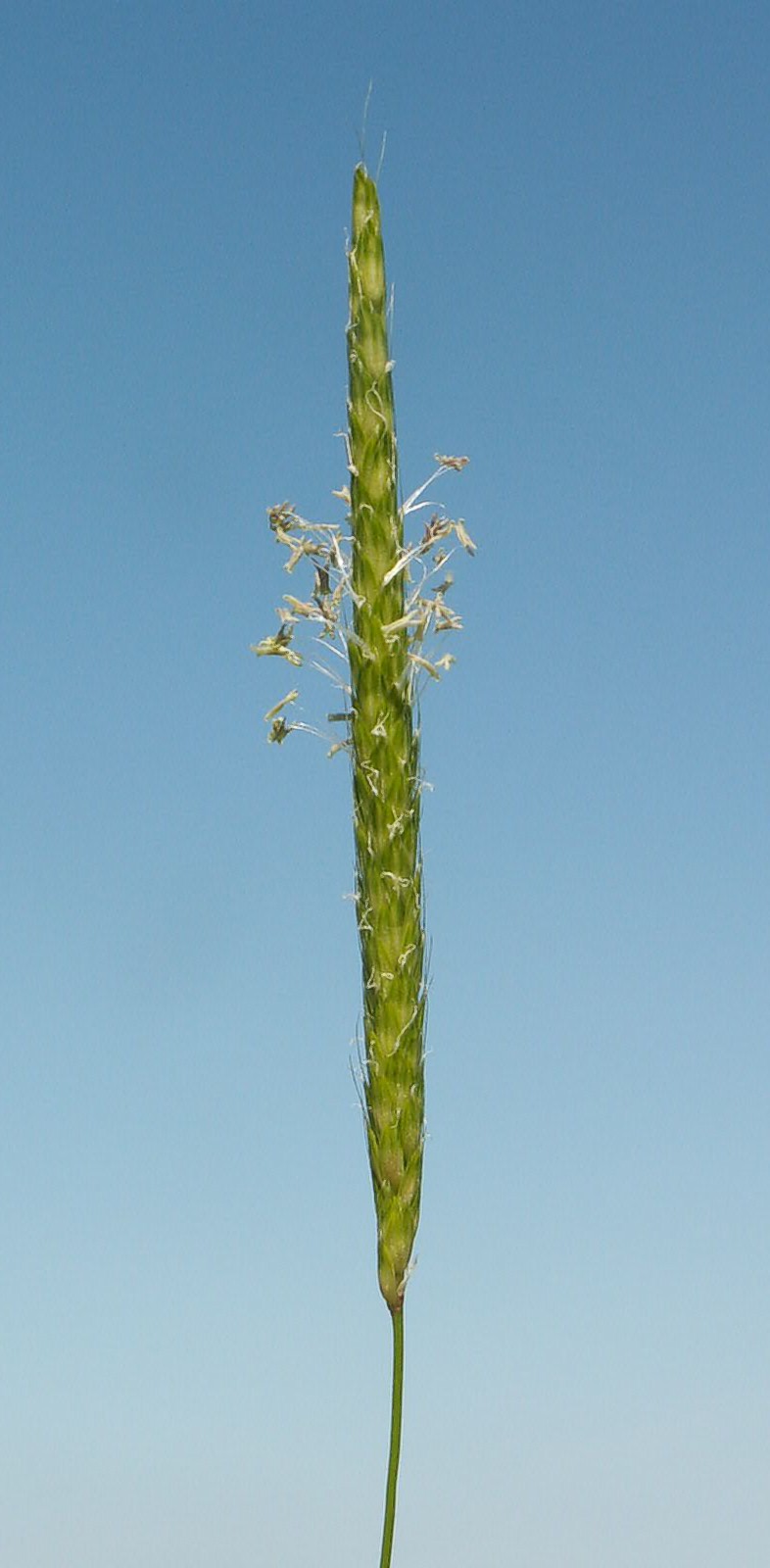 Slender meadow foxtail: Inflorescence of Alopecurus myosuroides