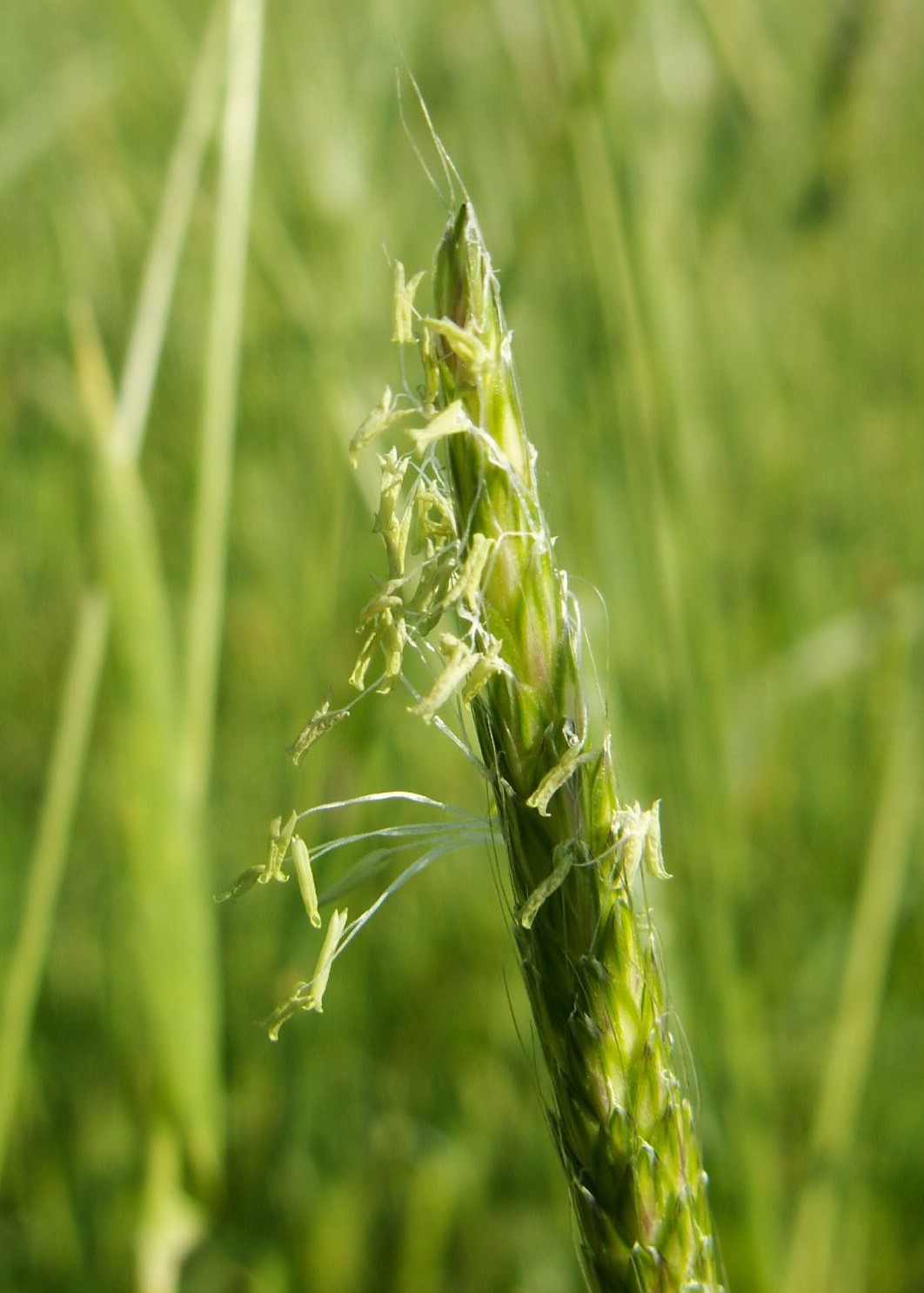 Slender meadow foxtail: Alopecurus myosuroides on Miedwie Lake in Ryszewo, NW Poland
