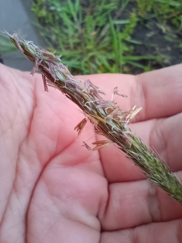 Slender meadow foxtail (Alopecurus myosuroides)