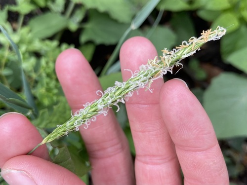 Slender meadow foxtail (Alopecurus myosuroides)
