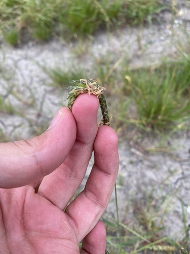 Slender meadow foxtail (Alopecurus myosuroides)