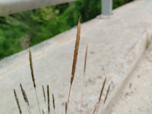 Slender meadow foxtail (Alopecurus myosuroides)