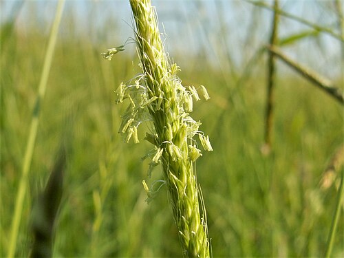 Slender meadow foxtail: Alopecurus myosuroides on Miedwie Lake in Ryszewo, NW Poland