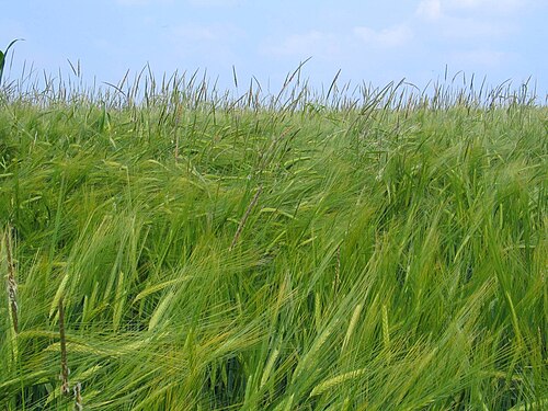 Slender meadow foxtail: Alopecurus myosuroides (Black-grass) in a barley crop
