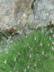 Alopecurus ponticus (Alopecurus ponticus)