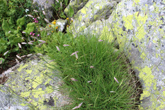 Alopecurus ponticus (Alopecurus ponticus)