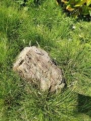Alopecurus ponticus (Alopecurus ponticus)