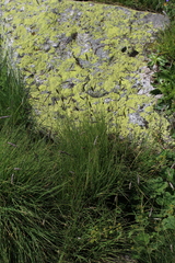 Alopecurus ponticus (Alopecurus ponticus)
