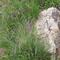 Alopecurus ponticus (Alopecurus ponticus)