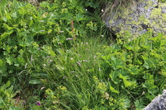 Alopecurus ponticus (Alopecurus ponticus)