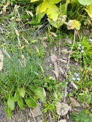 Alopecurus ponticus (Alopecurus ponticus)