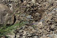 Alopecurus ponticus (Alopecurus ponticus)