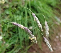 Alopecurus ponticus (Alopecurus ponticus)