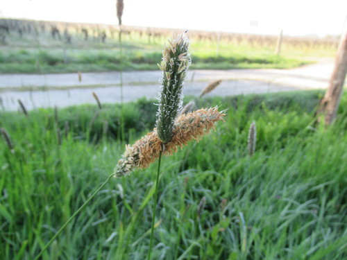 Meadow foxtail (Alopecurus pratensis)