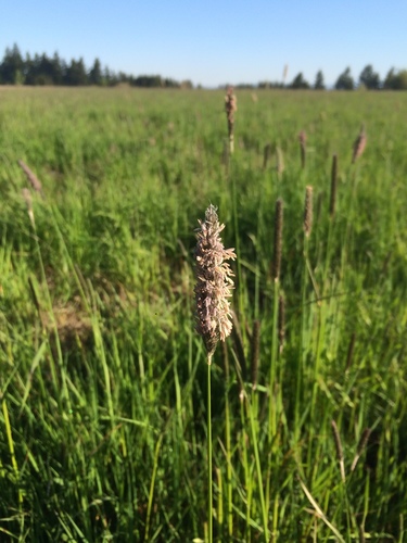 Meadow foxtail (Alopecurus pratensis)