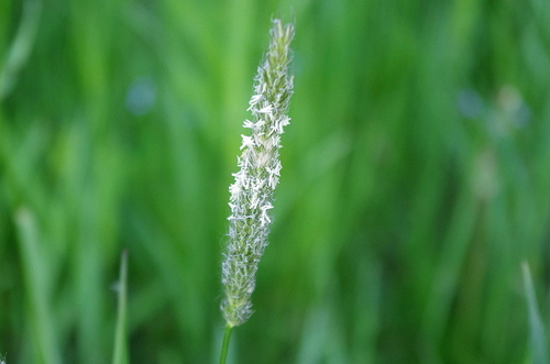 Meadow foxtail (Alopecurus pratensis)