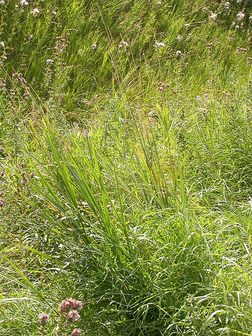 Meadow foxtail: The bunched habit is evident in this individual of Alopecurus pratensis (the tussock at center with the largest leaf blades). Most of the time, Alopecurus prate