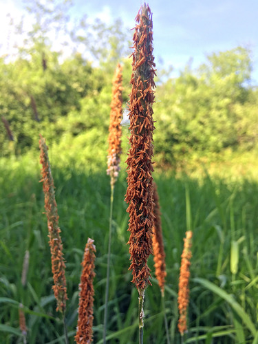 Meadow foxtail (Alopecurus pratensis)