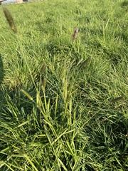 Meadow foxtail (Alopecurus pratensis)