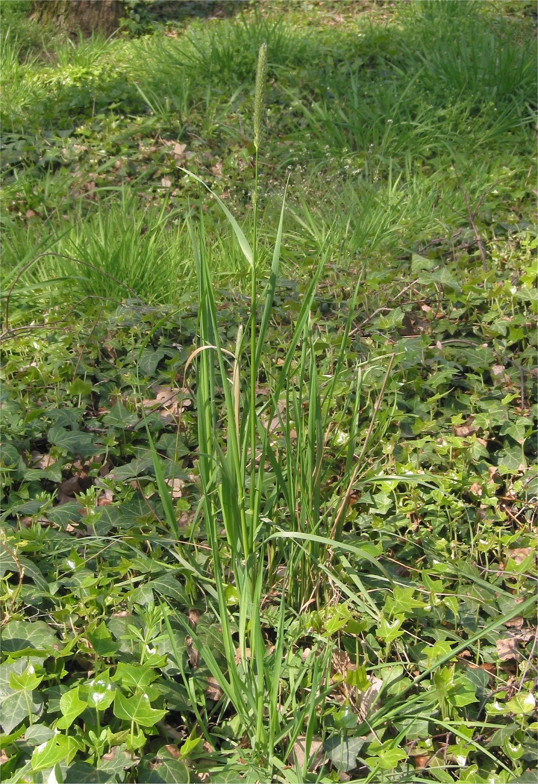 Meadow foxtail: Alopecurus pratensis (Grote vossenstaart);