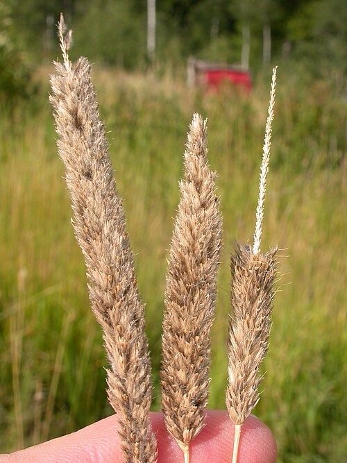 Meadow foxtail: The spikelets disarticulate from top to bottom in a fairly systematic fashion. The lemma awns conspicuously protrude from the spikelet in Alopecurus pratensis (