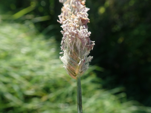 Meadow foxtail (Alopecurus pratensis)