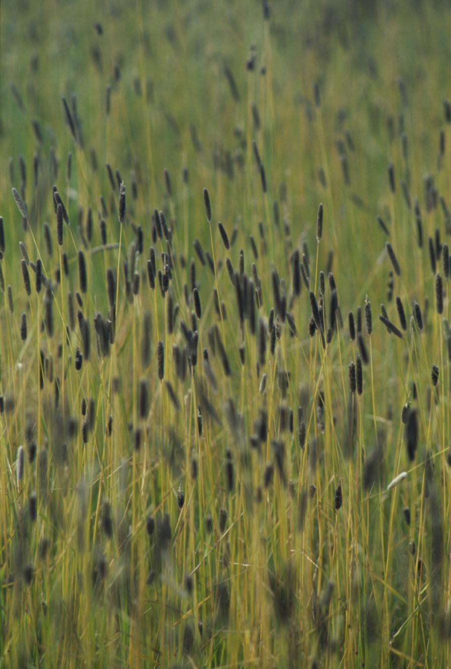 Meadow foxtail: Alopecurus arundinaceus, as well as Alopecurus pratensis, is common in riparian and other wet site settings and is sometimes cultivated as a constituent of gras