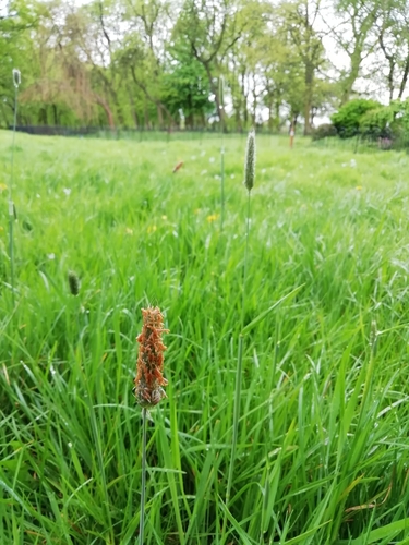 Meadow foxtail (Alopecurus pratensis)