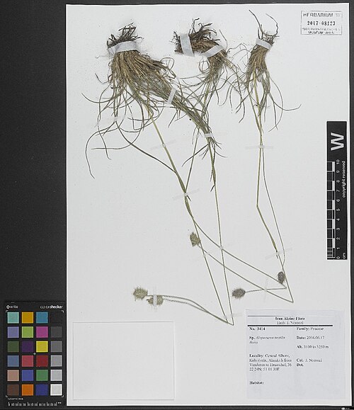 Alopecurus textilis: Alopecurus textilis — Herbarium specimen from Central Alborz, Kelardasht, Alamkuh from Vandoran to Hesarchal., Iran. Collected by Noroozi,J. 3414 (2016-06-17). 