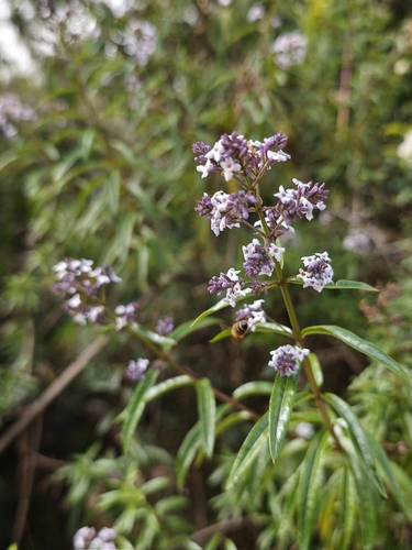 Lemon bee-brush (Aloysia citrodora)