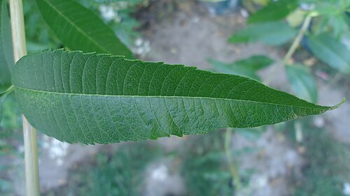 Lemon bee-brush: A leaf of Aloysia citrodora . Photography token in Buenos Aires Province , Argentina