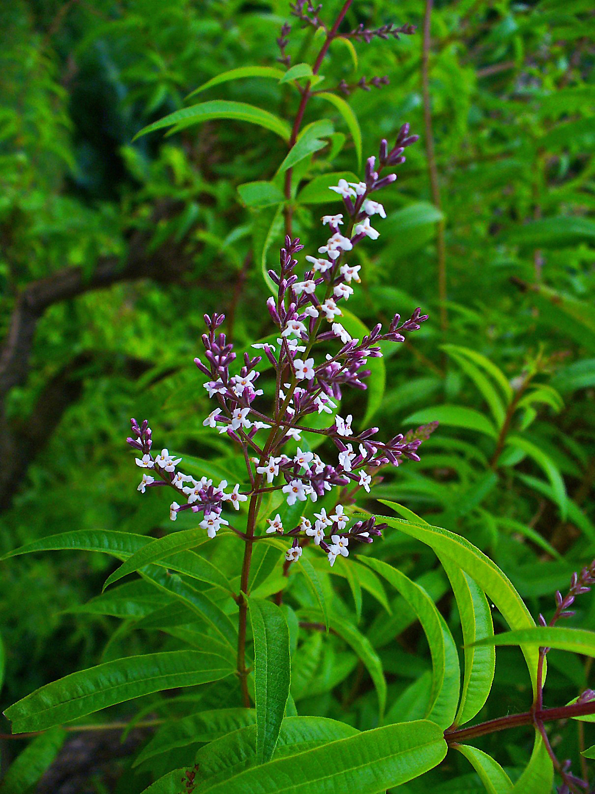 Lemon bee-brush: Aloysia citriodora , Verbenaceae, Lemon Verbena, Lemon Beebrush, inflorescence; Botanical Garden Karlsruhe, Germany.