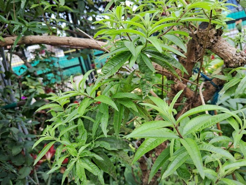 Lemon bee-brush (Aloysia citrodora)