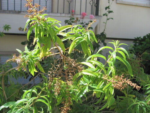 Lemon bee-brush (Aloysia citrodora)