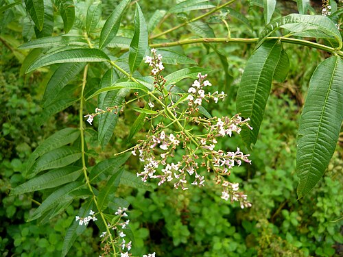 Lemon bee-brush: Aloysia citrodora , yerbaluisa. Real Jardín Botánico de Madrid .