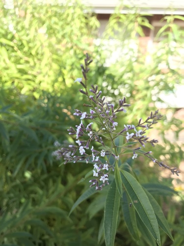 Lemon bee-brush (Aloysia citrodora)