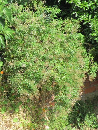 Lemon bee-brush (Aloysia citrodora)
