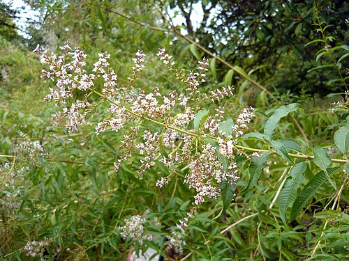 Lemon bee-brush: Aloysia citrodora , yerbaluisa. Real Jardín Botánico de Madrid .