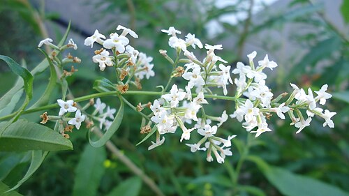 Lemon bee-brush: Flowers of Aloysia citrodora . Photography token in Buenos Aires Province , Argentina