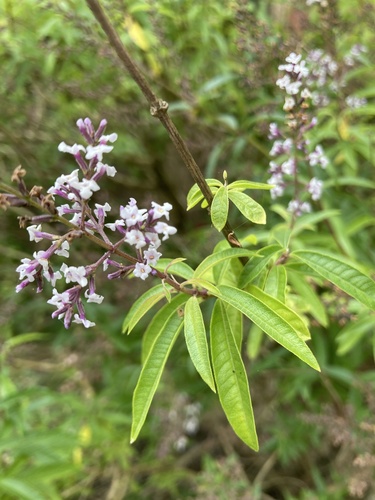 Lemon bee-brush (Aloysia citrodora)