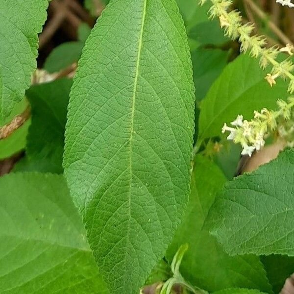 Aloysia virgata (Aloysia virgata)
