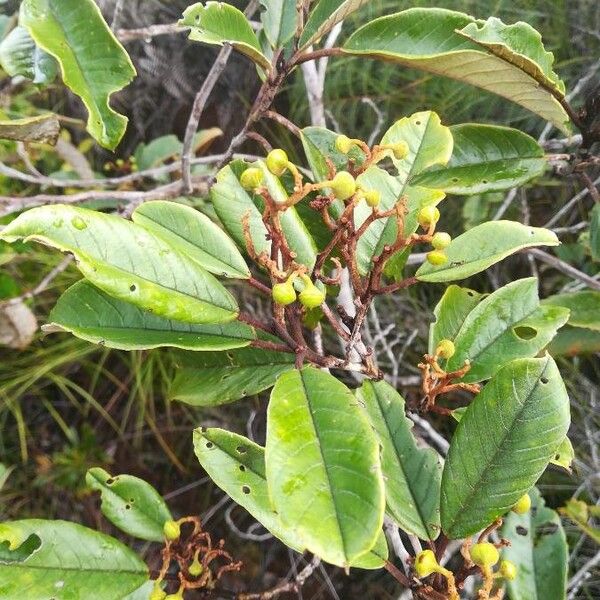 Alphitonia neocaledonica (Alphitonia neocaledonica)