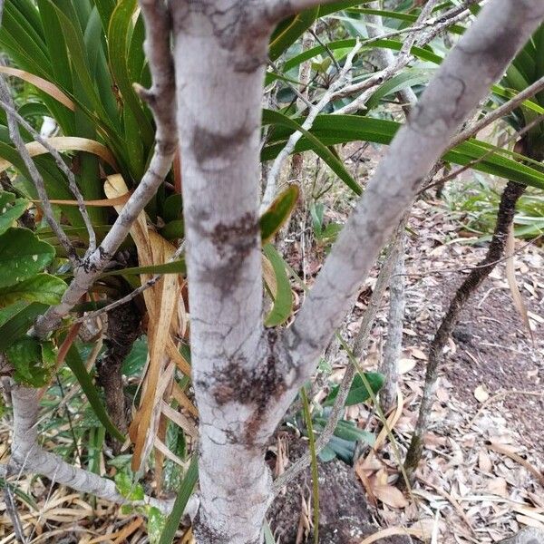 Alphitonia neocaledonica (Alphitonia neocaledonica)