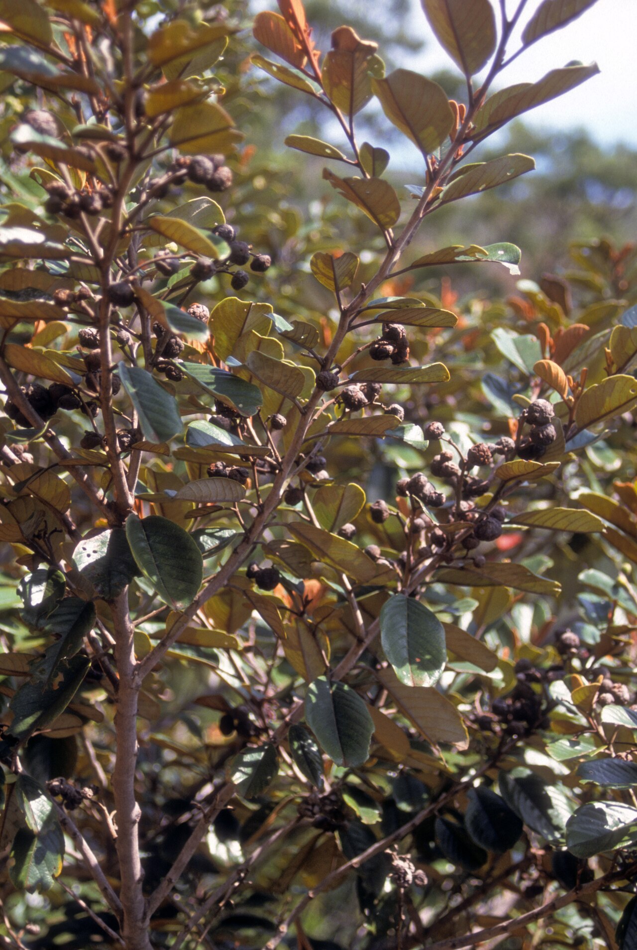 Alphitonia neocaledonica: Alphitonia neo-caledonica Mt. Dzumac, New Caledonia. 30 Sep 2000.