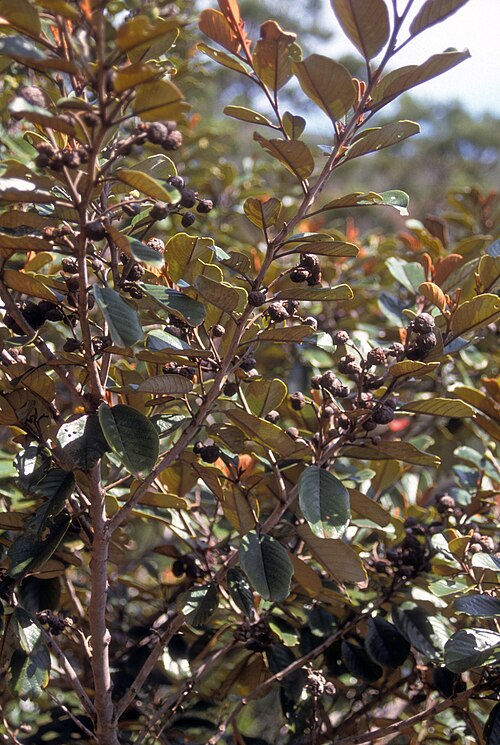 Alphitonia neocaledonica: Alphitonia neo-caledonica Mt. Dzumac, New Caledonia. 30 Sep 2000.